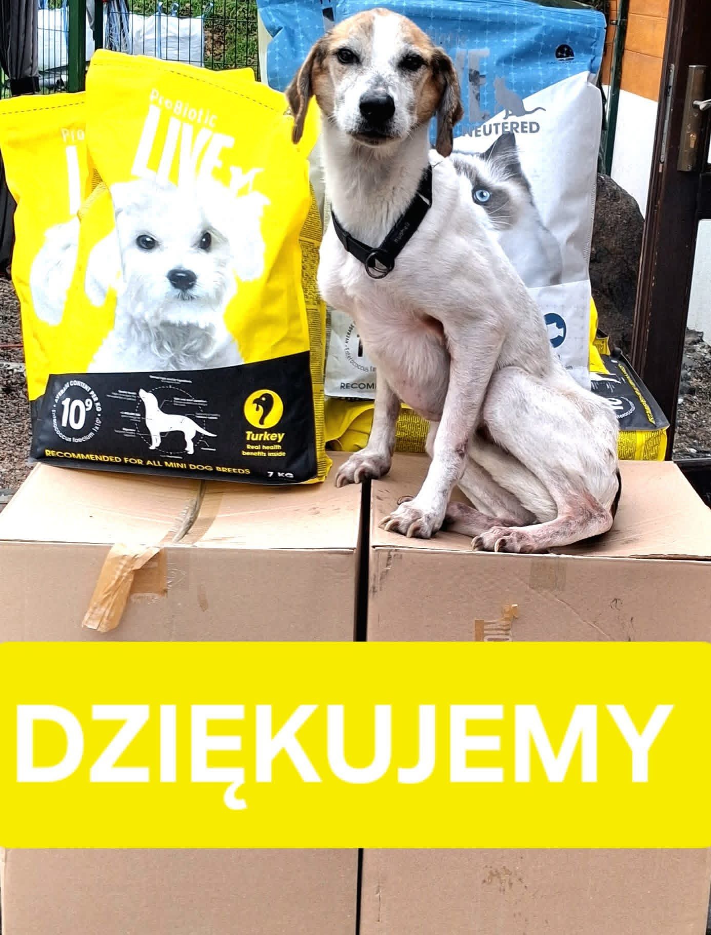 Piesek dziękujący za pomoc